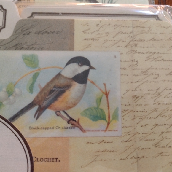 File Folders: bird print - Picture 5 of 11